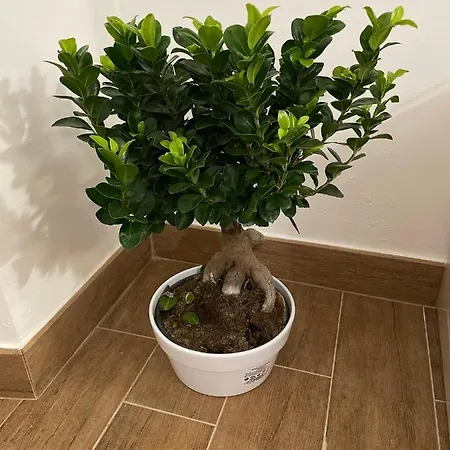 L'antico Portone 公寓 卡塞勒托瑞尼斯